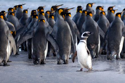 Photos of penguins